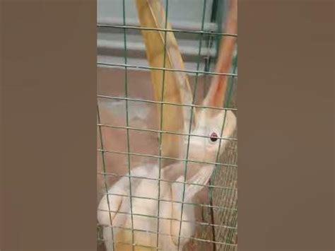 Пеликан Аркадий, Зоопарк в Самаре #самара #зоопарк #пеликан #zoo # ...