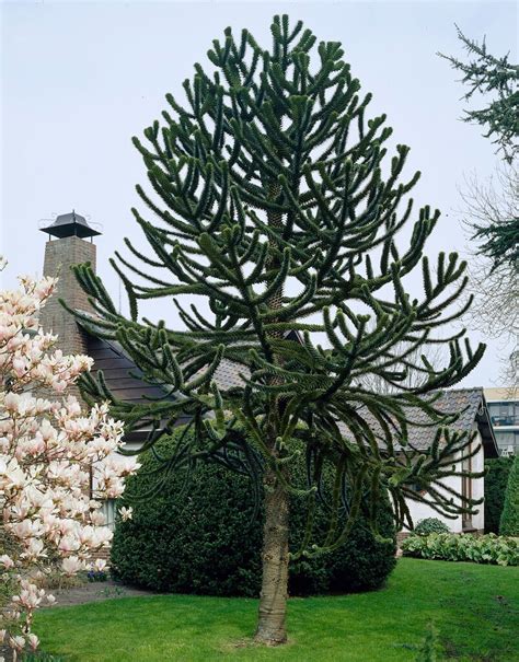 Monkey Puzzle Tree Conditions