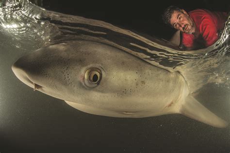 Bull sharks: fact from fiction - Australian Geographic