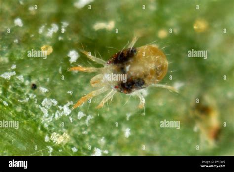 Spider Mites Cannabis