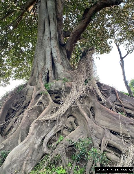 Buy Moreton Bay Fig Tree In Australia Ficus Macrophylla