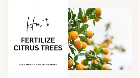 How To Fertilize Citrus Trees Youtube