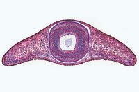 Planaria, t.s. through the body in region of pharynx – Instruments Direct