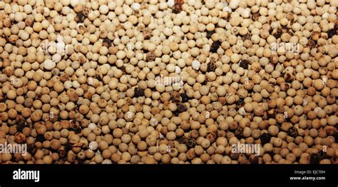 white pepper background stock photo alamy