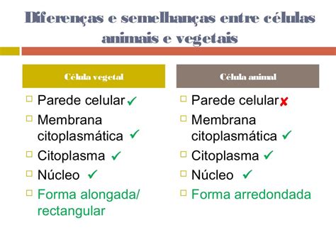 Diferença Entre Celula Animal E Celula Vegetal - Diferença Entre Célula Animal E Vegetal Brainly - FDPLEARN