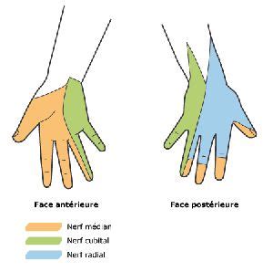 territoire nerveux de la main nerf ulnaire nerf median anatomie