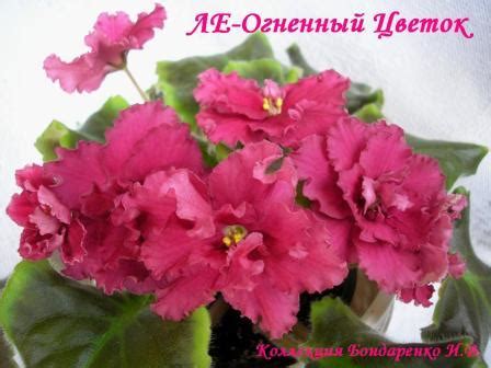 Фиалка ЛЕ-Огненный Цветок