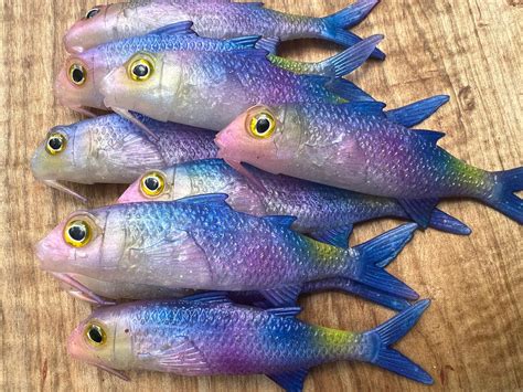 New 4 Moana Kali Soft Bait Campania Lures
