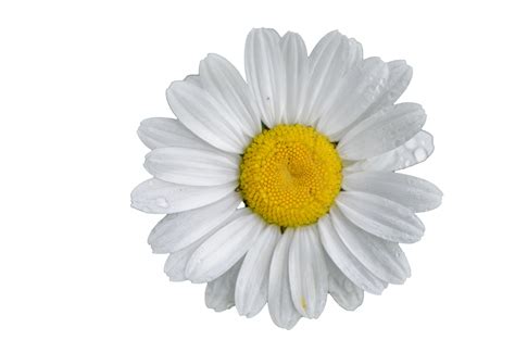 daisy flower white background  stock photo public domain pictures
