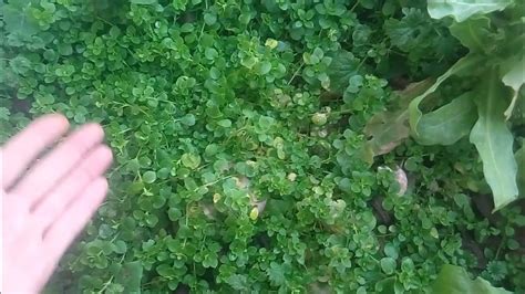 УНИКАЛЬНЕЙШАЯ СОЛЬ, ЧУДЕСА ТВОРИТ 3.01.2023 - YouTube