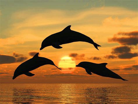 Wallpaper Dolphin Sunset - WallpaperSafari