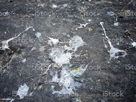 Bird Feces Stock Photo Download Image Now Abstract Activity