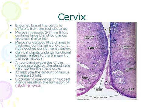 Histology Of Female Reproductive System Petek Korkusuz Md