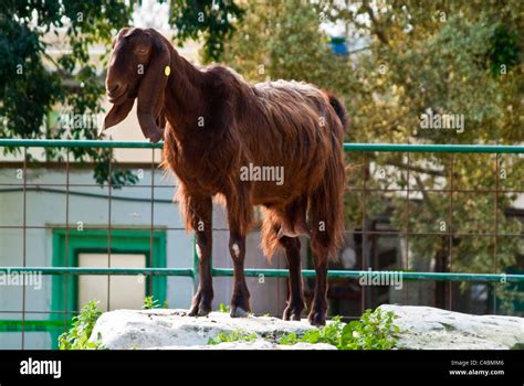 Israel Goats Hi Res Stock Photography And Images Alamy