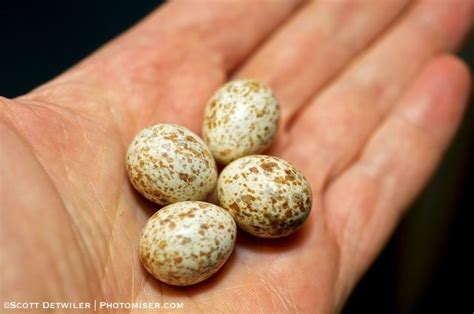 Speckled Egg Mystery – Photomiser: Budget Photography