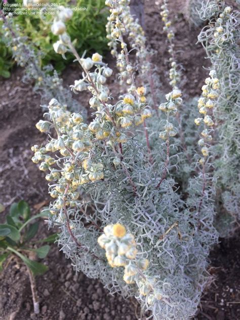 PlantFiles Pictures: Curlicue Sage, Curlicue Wormwood 'Seafoam ...