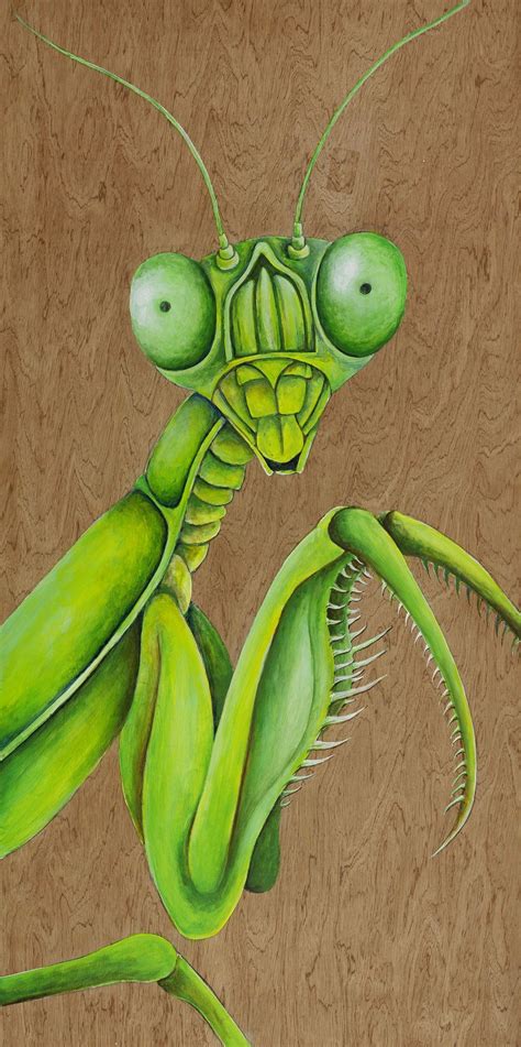 Praying Mantis Praying Mantis Insect Art Bugs Drawing