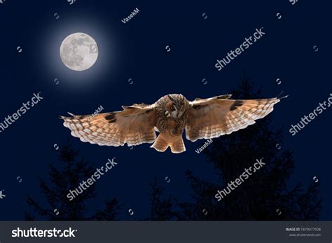 11783 Owl Flying Night Images Stock Photos And Vectors Shutterstock