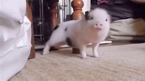 Мини пиг танцует - YouTube