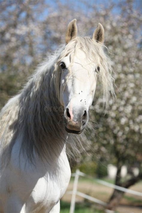 Portrait Of Beautiful Andalusian Mare In Spring Stock Photo Image Of