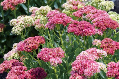Sedum How To Plant Grow And Care For Sedum Plants The Old Farmers