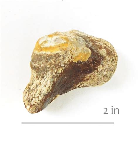 Reptile Mosasaur Jaw Ozan Formation Member Collections The Fossil Forum