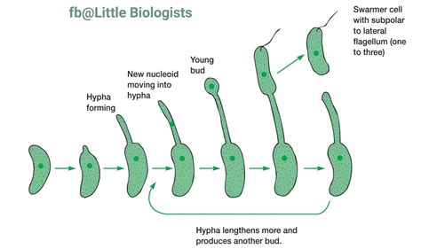 The Life Cycle Of Hyphomicrobium Field Veterinarian