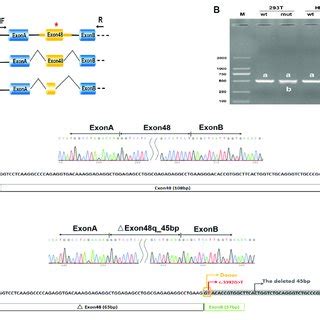 | Minigene analysis based on pcDNA3.1-COL2A1-wt/mut recombinant ...