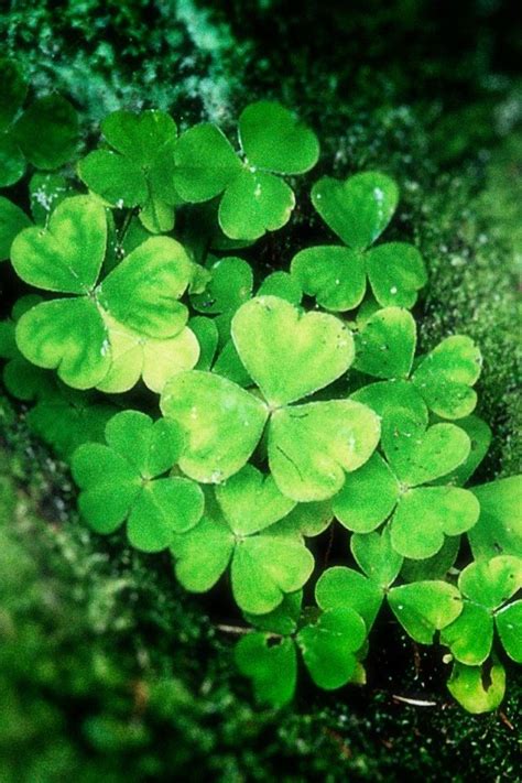 Lucky Grass iPhone 4s Wallpapers Free Download