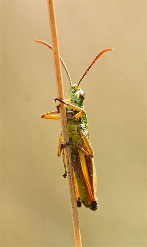 Common Green Grasshopper Omocestus Viridulus Malling Down  John Tomsett Flickr