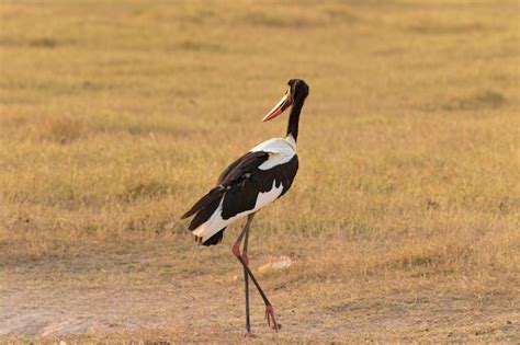 Premium Photo Saddle Billed Stork