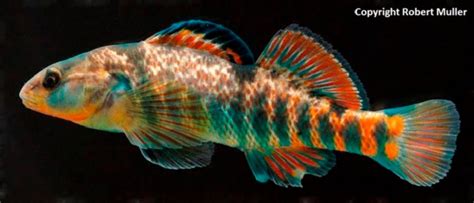 CREATURE FEATURE – Rainbow Darter – Friends of the Rouge