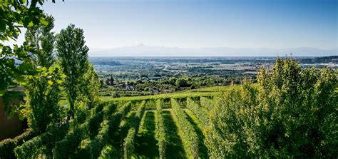 Wines || Bosio :: A heritage to share