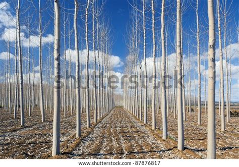 Nude Trees Winter Stock Photo Shutterstock