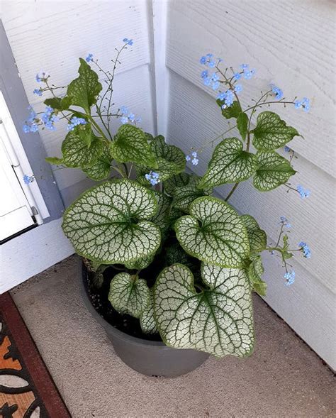 12 Foliage Plants Like Hosta that Grow in Shade | Balcony Garden Web