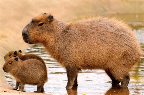 Capivara Tela De Fundo - 9