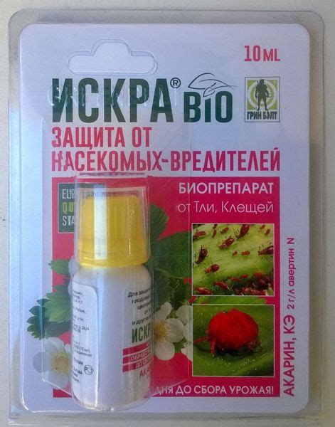 Хавортия: уход в домашних условиях, родина растения, виды жемчужная и ...