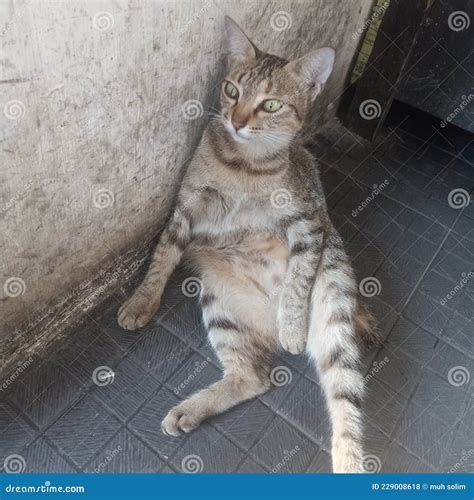 Cute Cat is Upset while Relaxing Stock Photo - Image of carnivore
