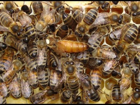 ВСЕ О БАКФАСТЕ, ПОРОДА ПЧЕЛ БАКФАСТ - ЗАВОДЧИК ИЗ ГЕРМАНИИ - YouTube