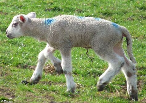 Резвый ягненок с пятью ногами | ЗооБлог