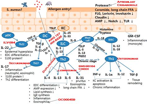 Ijms Free Full Text Molecular Mechanisms Of Cutaneous Inflammatory