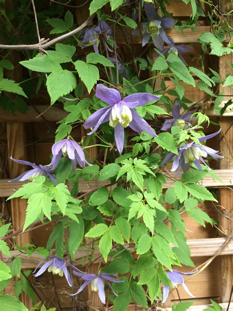 Clematis Alpina 'Helsingborg' (Bosrank) | Clematis, Plants, Helsingborg