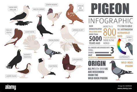 Poultry Farming Infographic Template Pigeon Breeding Flat Design