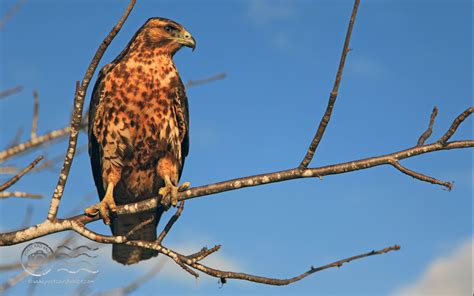 Galapagos Hawk | Postcard Valet