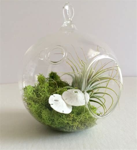 Orb Air Plant Hanging Terrarium Clear Glass Orb Kit With Two Etsy