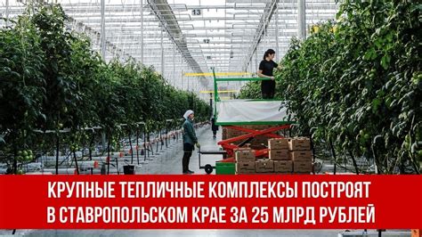 Крупные тепличные комплексы построят в Ставропольском Крае за 25 млрд ...