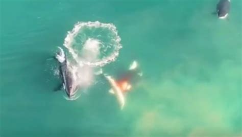 Rare Footage Shows Three Killer Whales Killing Great White Shark To
