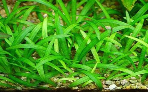 Сагиттария субулата (Sagittaria subulata) | Интернет-магазин АкваПитер