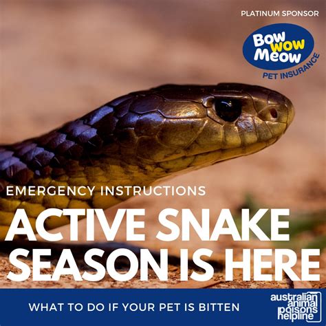 What To Do If Your Dog Is Bitten By A Snake Australia
