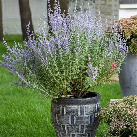 Russian Sage | 'Denim 'n Lace' | Proven Winners® Perennials – Proven